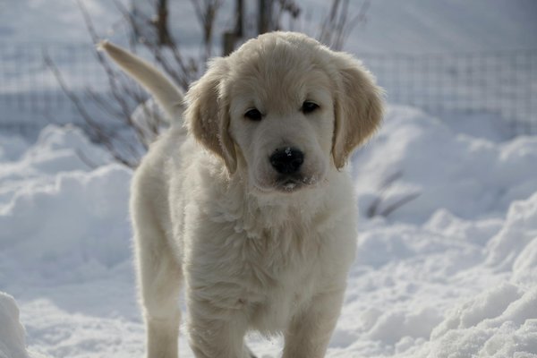 Chiens et humains : récits inspirants et astuces essentielles