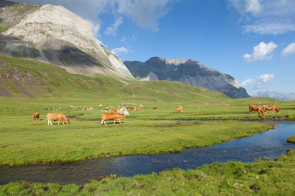 Quels sont les signes de contentement chez un cobaye vivant en intérieur?