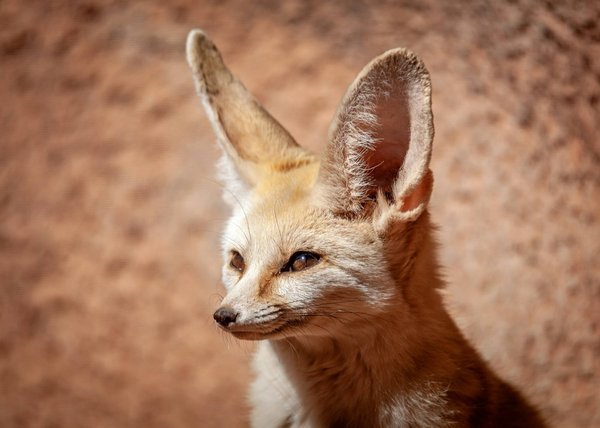 Comment habituer un fennec à vivre dans une maison avec des enfants?